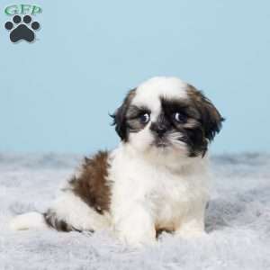 Mason, Shih Tzu Puppy